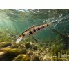 Delphin Wobby Jerk-SH Trap 8cm 6,5gr Wobbler