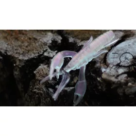   Rapture ULC Alive Craw 5cm 1,8gr Pearl Pink Miękka Guma Przynęta 12 sztuk