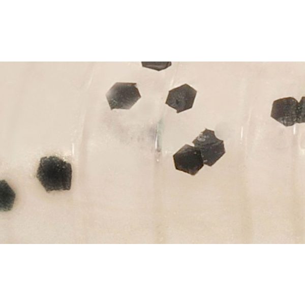 Rapture ULC Hellgrammite 3,3cm 1gr Pearl Blue Miękka Gumowa Przynęta 8 szt.