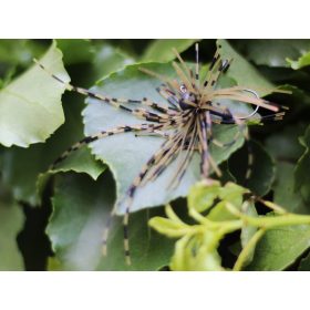 Rapture Fiz Jig C05 7gr #01 Specjalna Przynęta 2 szt.