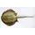 EnergoTeam The Bluespotted Stingray Poduszka Rybna 85cm
