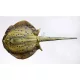 EnergoTeam The Bluespotted Stingray Poduszka Rybna 85cm