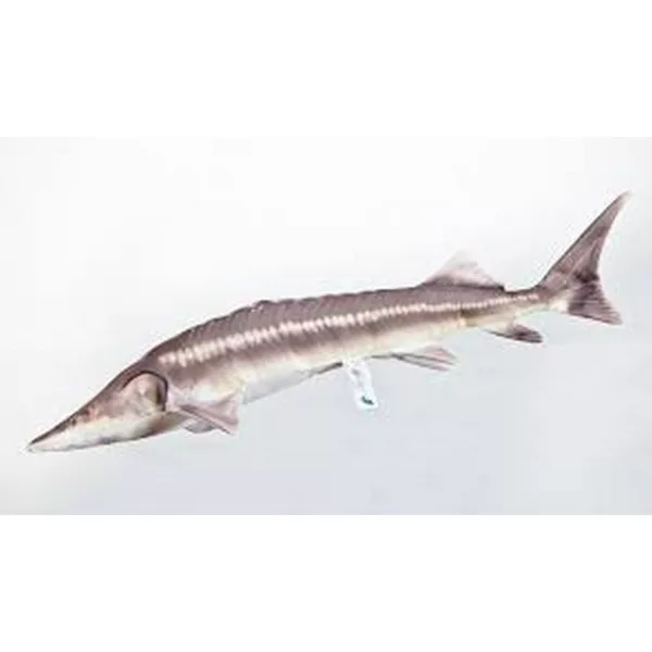 EnergoTeam The Sterlet Sturgeon New 60cm Poduszka Rybna