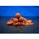 BaitBait Buntownik 30mm Konserwowane Kulki Proteinowe 1kg