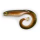 Przynęta gumowa Black Cat Mega Curl Tail Eel 22cm 29gr
