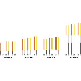   Garbolino WAGGLER COMPETITION SP W13 - CARBON antenna szett /2-3-4 mm/