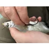 Haldorádó Catfish Rig 1 Zestaw Kombi Sumowy 100cm