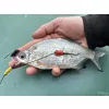 Haldorádó Catfish Rig 1 Zestaw Kombi Sumowy 100cm