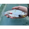 Haldorádó Catfish Rig 1 Zestaw Kombi Sumowy 100cm