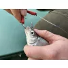 Haldorádó Catfish Rig 4 Żywicowa Przypon Sumowy ˝Haarmontage˝ 180cm
