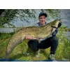 Haldorádó Catfish Rig 9 Pop-Up Przypon Sumowy z Pijawką 100cm