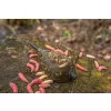 Korum Camo Window Feeder Feeder Basket 30g
