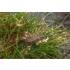 Korum Camo Window Feeder Feeder Basket 30g