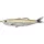 Livetarget Shiner Walking Bait Amber/Silver Flake 11,5cm 14gr Przynęta gumowa