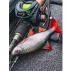 Fox Rage Ultra Realistyczny Replikant Płoci Plastikowa Przynęta 10cm 18gr