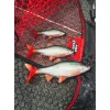 Fox Rage Ultra Realistyczny Replikant Płoci Plastikowa Przynęta 14cm 45gr