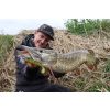 Fox Rage Bulk Loaded Zander Pro Shads Ultra Natural Roach 10cm 4/0 10gr Przynęta Plastikowa