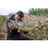 Fox Rage Bulk Loaded Zander Pro Shads UV Firetiger 10cm 4/0 10gr Przynęta Plastikowa