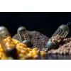 Preston Bait Up Window Koszyk 30gr