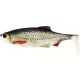 WESTIN Ricky the Roach Shadtail 14cm 42g Real Roach Box 20db-os Plasztik műcsali